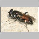 Xylota segnis - Gemeine Langbauchschwebfliege w03.jpg